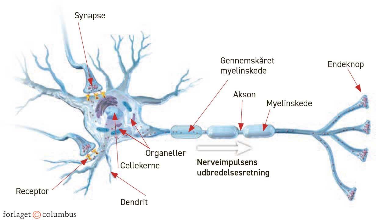 Figur 2.10. Nervecellens opbygning