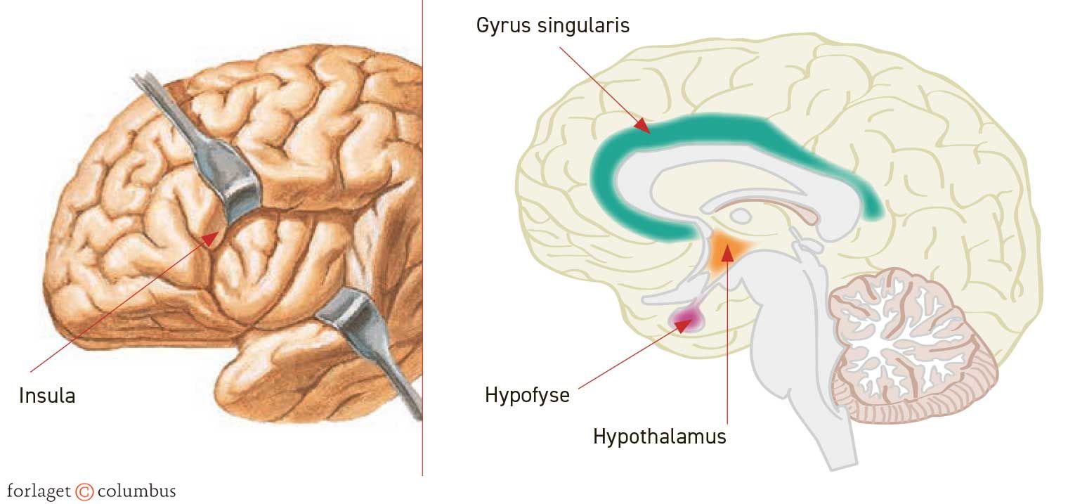Figur 2.17. Insula og gyrus cingularis