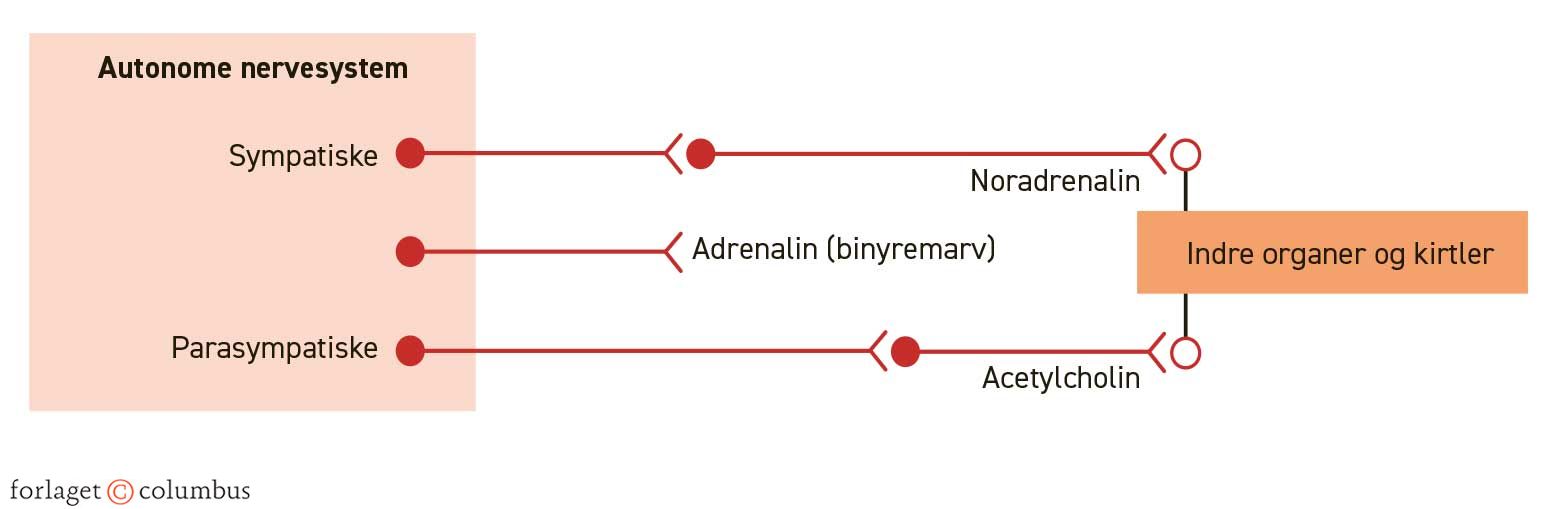 Figur 2.18. Det autonome nervesystem