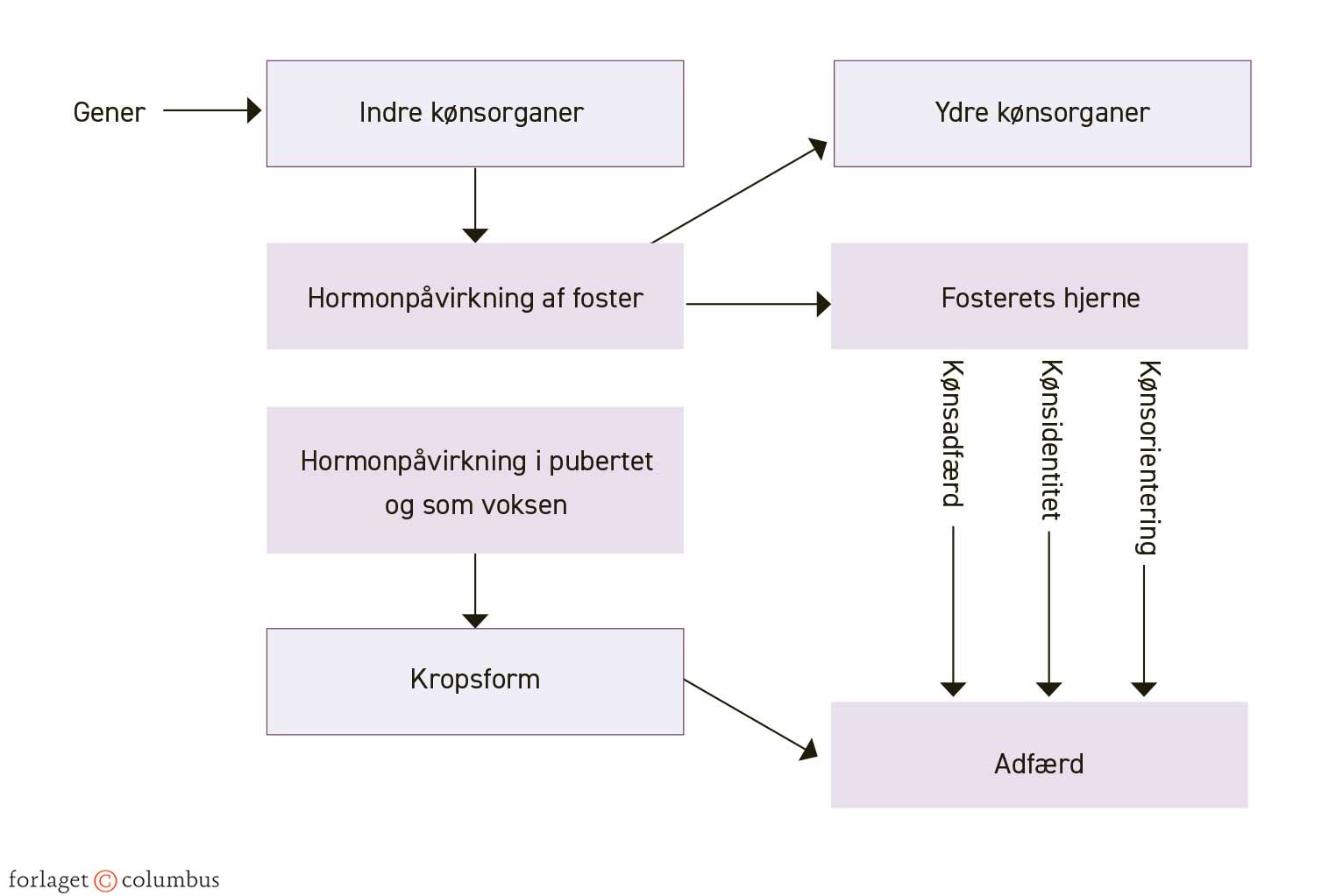 Figur 3.20. Kønsdifferentiering