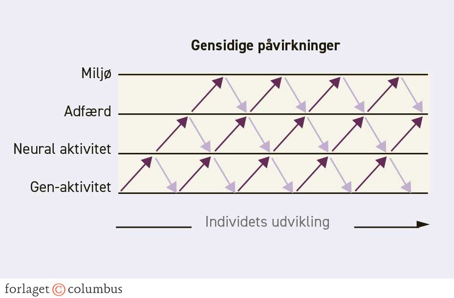 Figur 3.5. Arv-miljø-interaktion