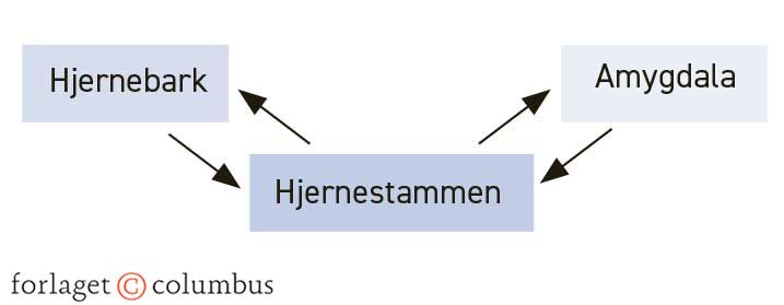 Figur 4.10. Hjernestammesamspil