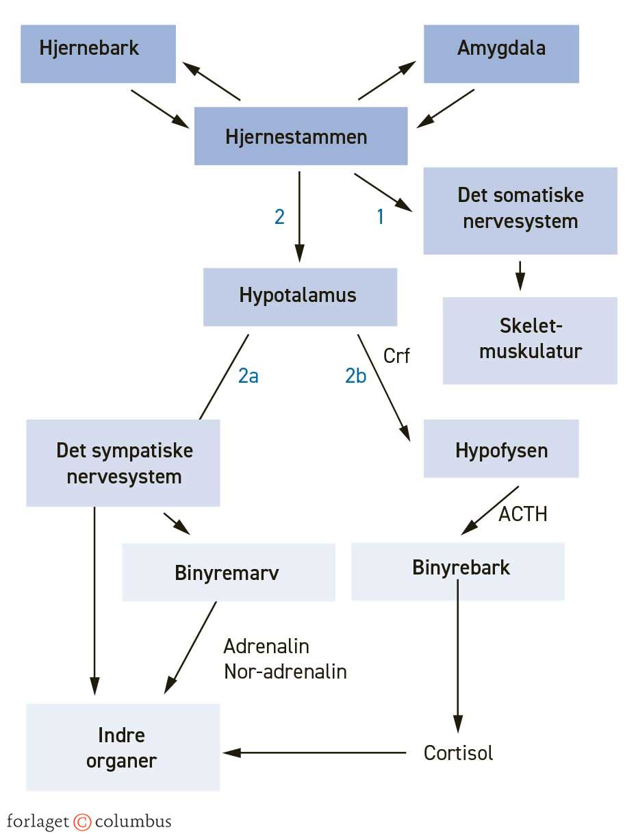 Figur 4.11. Arousal og stress