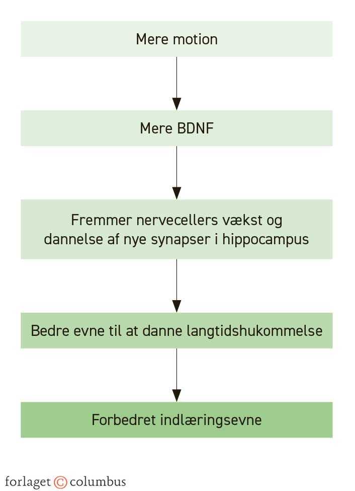 Figur 5.14. BDNF