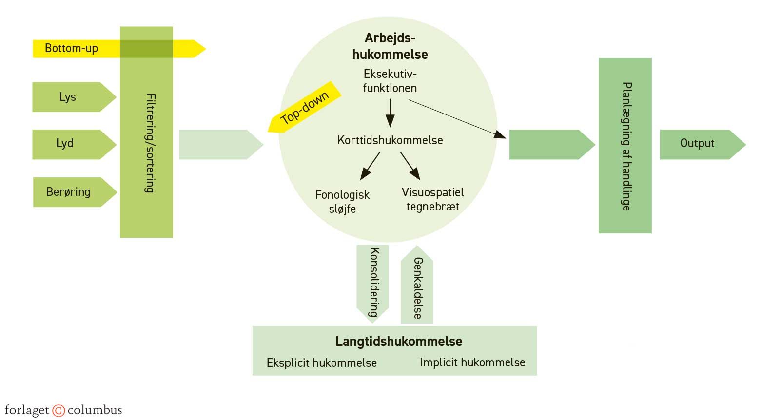 Figur 5.2. Nervesystemet og kognition